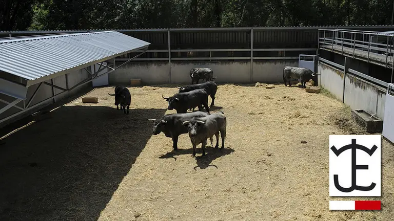 Toros de la ganadería José Escolar que serán corridos y lidiados el día 8 de Julio. MIGUEL OSÉS
