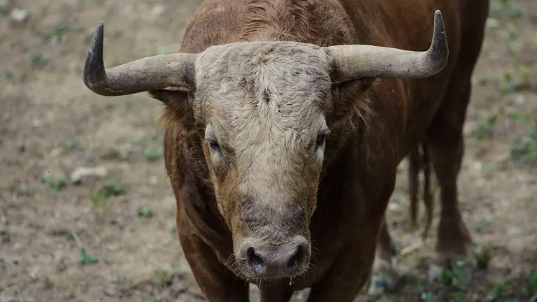 El Toro 'Libertador' (nº 127) de la ganadería de Fuente Ymbro y de 560 kilos de peso en los corrales del Gas de Pamplona. MIGUEL OSÉS (1)