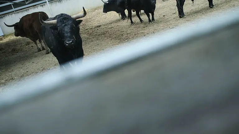 Los Corrales del Gas de Pamplona abren las puertas al publico para ver las cuatro ganaderias que ya descansan aquí. MIGUEL OSÉS_7