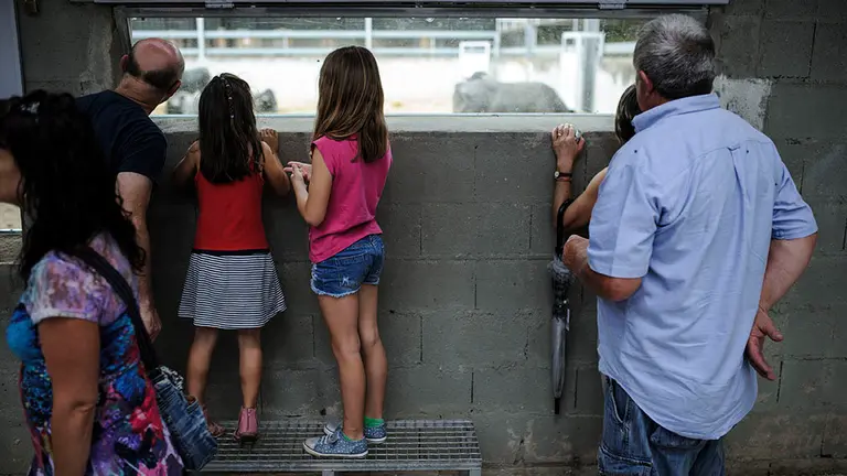 Los Corrales del Gas de Pamplona abren las puertas al publico para ver las cuatro ganaderias que ya descansan aquí. MIGUEL OSÉS_11