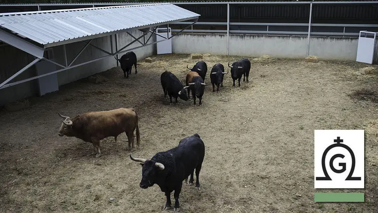 Toros de la ganaderia de Fuente Ymbro en los Corrales del Gas de Pamplona. MIGUEL OSÉS