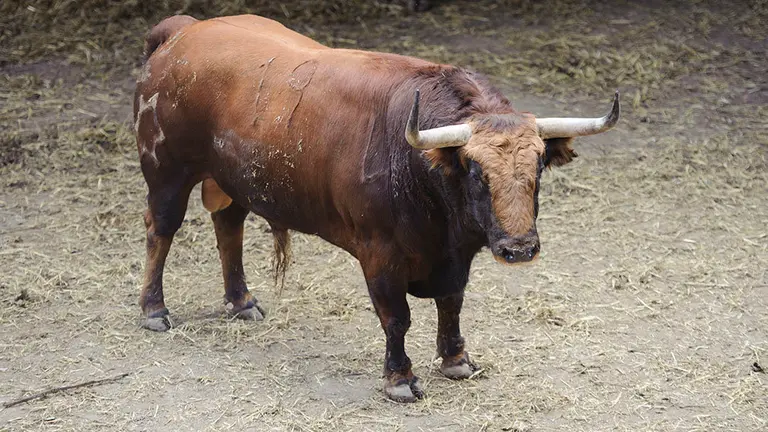 El Toro 'Decano' (nº 19) de la ganadería de Jandilla y de 500 kilos de peso en los corrales del Gas de Pamplona. MIGUEL OSÉS (3)