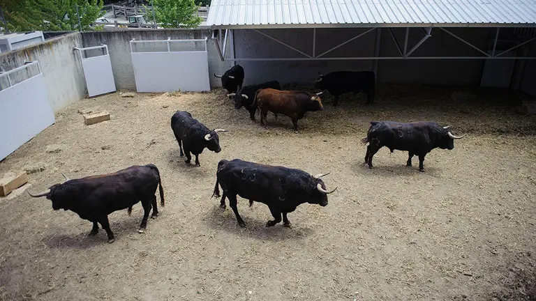 Los toros de la ganadería de Jandilla ya descansan en los Corralillos del Gas de Pamplona. MIGUEL OSÉS