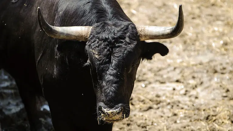 El Toro 'Soleares' (nº 90) de la ganadería de Victoriano del Rio y de 540 kilos de peso en los corrales del Gas de Pamplona. MIGUEL OSÉS (1)