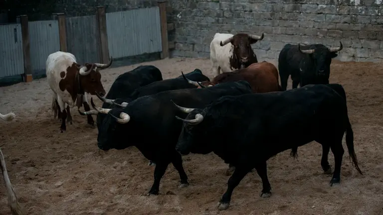 Encierrillo con la ganadería de Jandilla que será corrida y lidiada este viernes. MIGUEL OSÉS_17