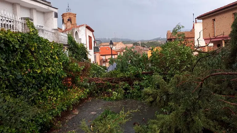 Uno de los árboles caídos en Tafalla como consecuencia de la tormenta caída en la localidad este viernes 13 de julio CEDIDA 3