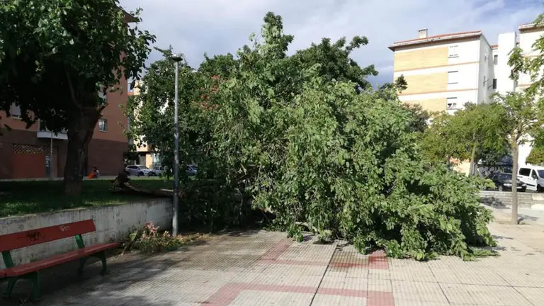Árbol caído en la Rochapea tras la tormenta de este miércoles. CEDIDA.