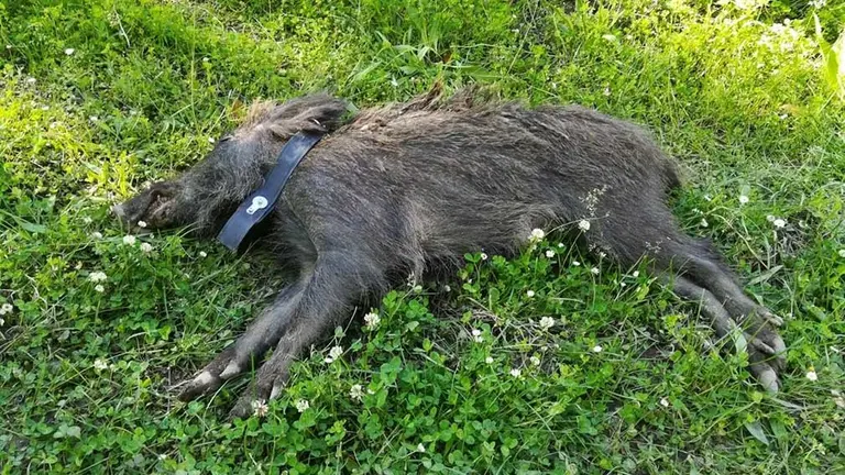 Jabalí anestesiado y provisto de collar de geolocalización