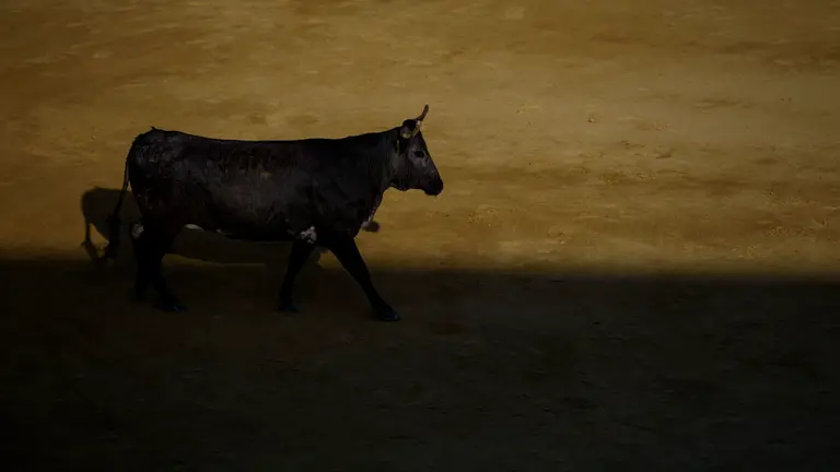 Vaquillas mañaneras tras el primer encierro de las fiestas de Tudela. MIGUEL OSÉS