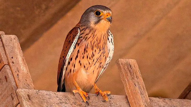 El cernícalo que ha sido entregado a la Policía Municipal de Pamplona. CEDIDA