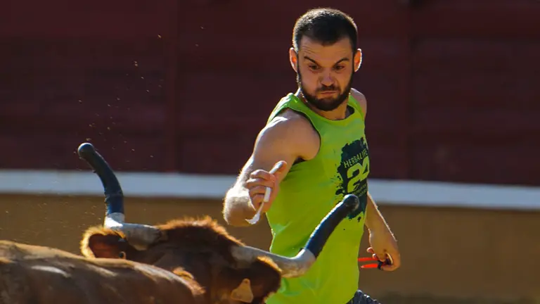 Vacas mañaneras tras el cuarto encierro de las fiestas de Tudela de 2018. MIGUEL OSÉS_13