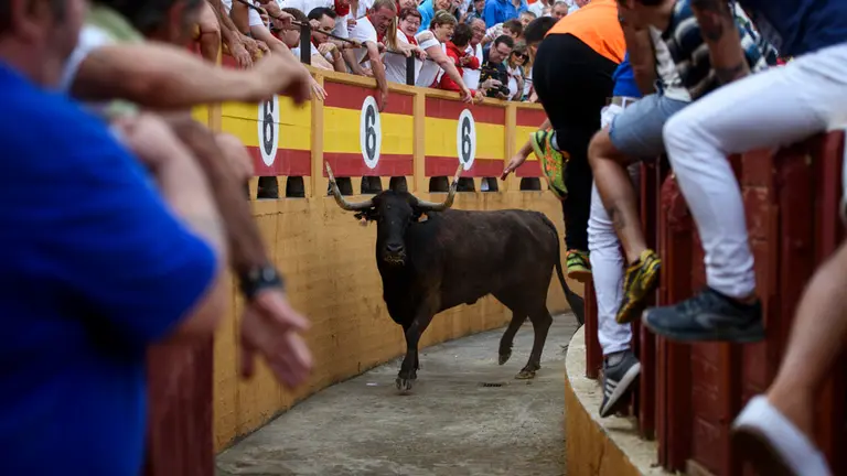 Vacas mañaneras tras el penúltimo encierro de las fiestas de Tudela de 2018. MIGUEL OSÉS_2