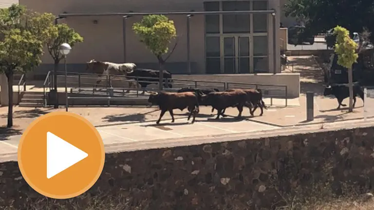 Los toros fugados en el encierro de La Vall d’Uixó TWITTER 2