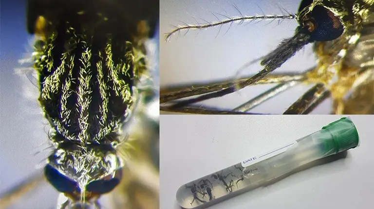 El mosquito 'Aedes japonicus' que ha llegado por primera vez a España y puede transportar varios virus. CREAF MOSQUITO ALERT