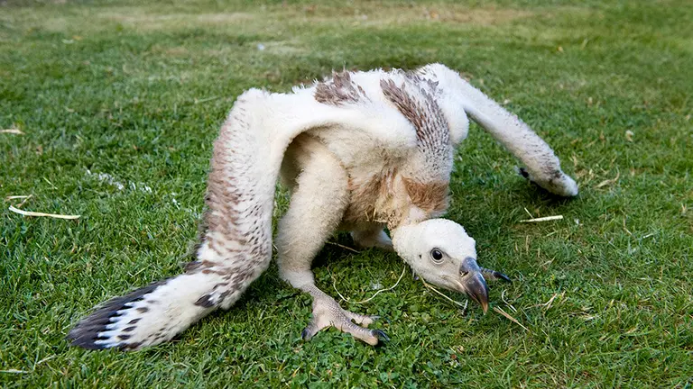 El buitre leonado criado en Sendaviva tras caer de su nido en la Foz de Lumbier SENDAVIVA
