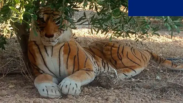 El peluche que recrea un tigre tumbado sobre un olivo. POLICÍA LOCAL DE MURCIA