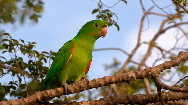 Un loro barranquero ARHIVO