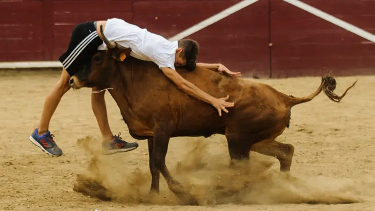 Peligrosa suelta de vacas en la plaza de Estella tras el encierro de novillos. MIGUEL OSÉS (5)