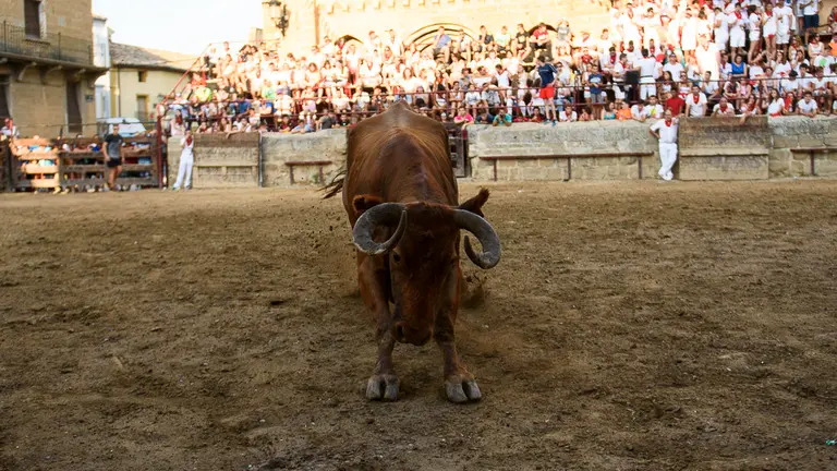 Suelta de vacas durante las fiestas de Carcastillo 2018. PABLO LASAOSA 08