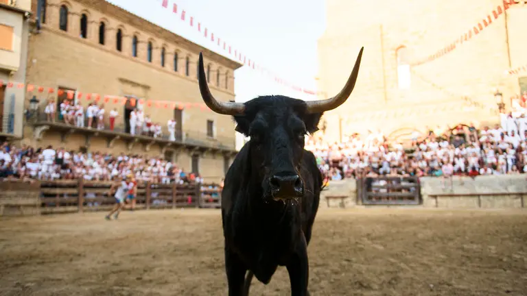 Suelta de vacas durante las fiestas de Carcastillo 2018. PABLO LASAOSA 14