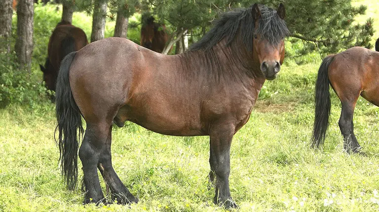 Ejemplar de jaca navarra.  INTIA