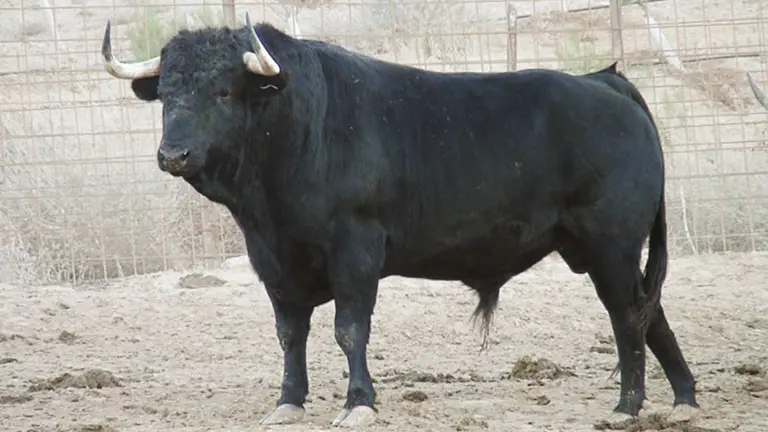 Un de los toros de la finca Toropasión de Rincón de Soto. TOROPASIÓN