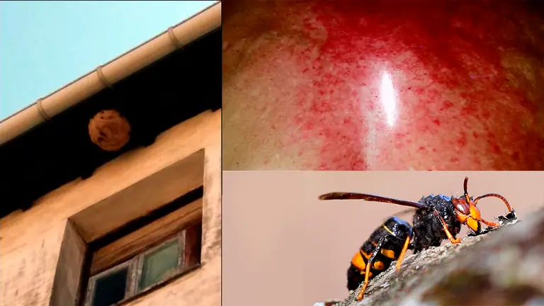 El nido de avispas de Sangüesa a la izquierda y la picadura que recibió la vecina a la derecha FACEBOOK