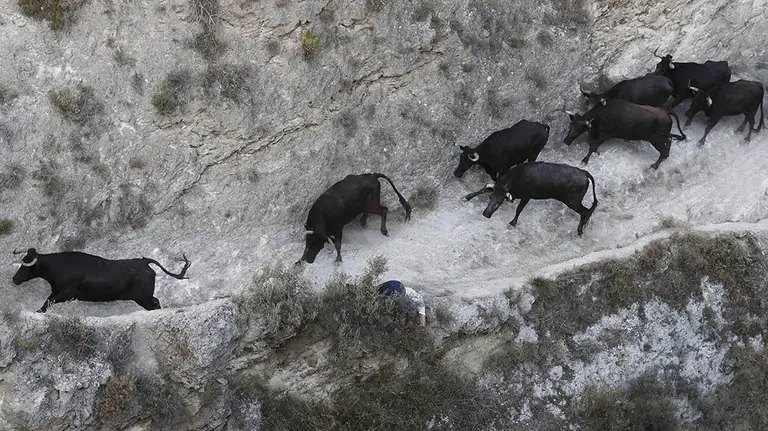 GRAF7578. PAMPLONA, 19/08/2018.- Una persona se agarra a unos matorrales para no caer por el barranco durante la celebración del último encierro del Pilón de Falces que ha resultado accidentado con doce corredores atendidos por diversas heridas, dos de ellos por cornadas en los brazos, y ocho vacas escapadas por el monte. EFE/Jesús Diges