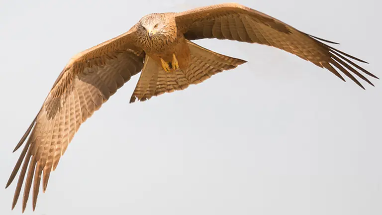 Ave migratoria Milano Negro. CEDIDA