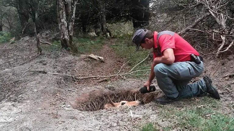 Un policía foral da de beber a una vaca que se ha hundido en la tierra mientras caminaba en la Sierra de Urbasa CEDIDA