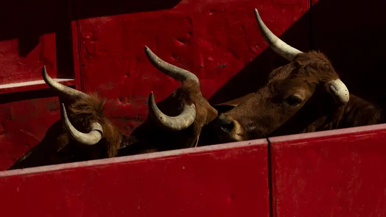 Última suelta de vaquillas de las fiestas de Noáin del 2018. MIGUEL OSÉS