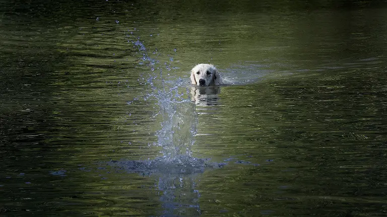 Un perro nada en el río Arga a su paso por Pamplona en un día marcado por el tiempo soleado y el calor veraniego. EFE/Villar López