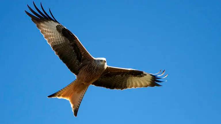 Un ejemplar de milano real. ARTURO DE FRIAS MARQUES