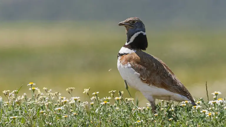 Ejemplar de sisón EDUARDO BLANCO