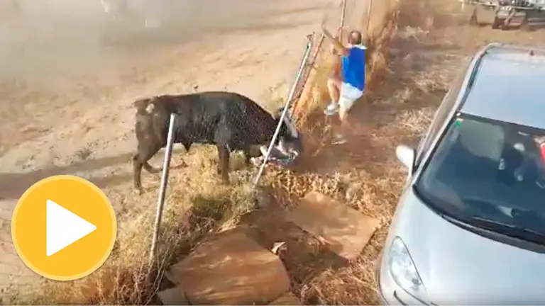 Imagen de la terrible cogida a un mozo en Medina del Campo