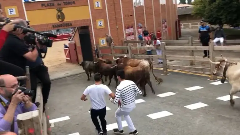 Los toros de Merino protagonizan el triple encierro que ha sorprendido a los mozos en las fiestas de Sangüesa IMAGEN CEDIDA