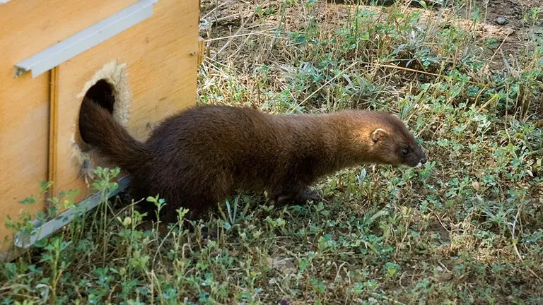 Dos visones europeos, de nombre Lenito y Laminero, han sido soltados este mediodía en la desembocadura del río Najerilla