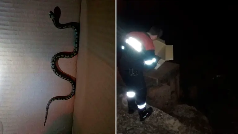 A la izquierda, el animal capturada por una dotación de los bomberos de Navarra y, a la derecha, un efectivo devolviendo la serpiente a su medio natural. BOMBEROS DE NAVARRA