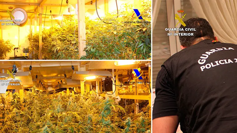 Decenas de plantas de marihuana halladas en una nave del País Vasco que servía de almacen para suministrar droga a Navarra. GUARDIA CIVIL