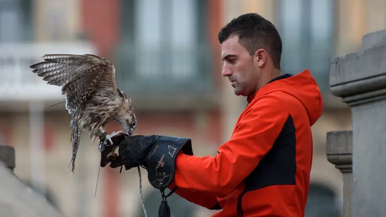 El Ayuntamiento de Pamplona realiza una experiencia piloto de control de palomas en la Plaza del Castillo utilizando dos águilas y dos halcones. MIGUEL OSÉS_8
