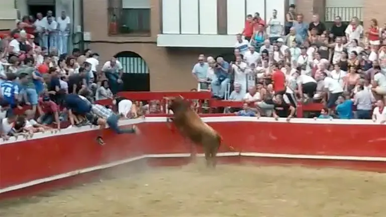 Un toro de la ganaderñia de Arriazu ha saltado desde la plaza y ha conseguido escapar por las calles de la localidad