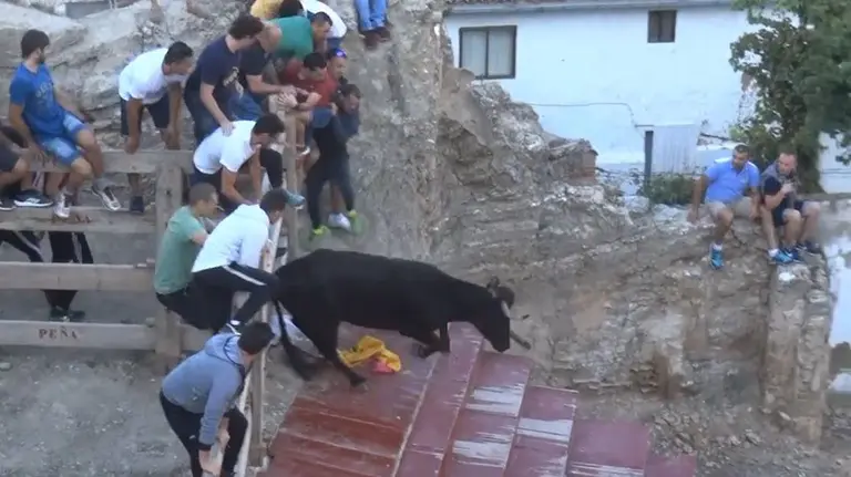 Imagen de una de las vacas de la ganadería Iñiguez que ha puesto en apuros a un joven que se encontraba junto al vallado en el encierro del Estrecho de Arguedas Foto YOUTUBE ISIDRO ESPADA