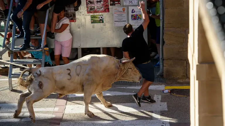 Suelta de dos toros con soga en Lodosa de las ganaderias de prieto de la Cal y Pincha. MIGUEL OSÉS_12