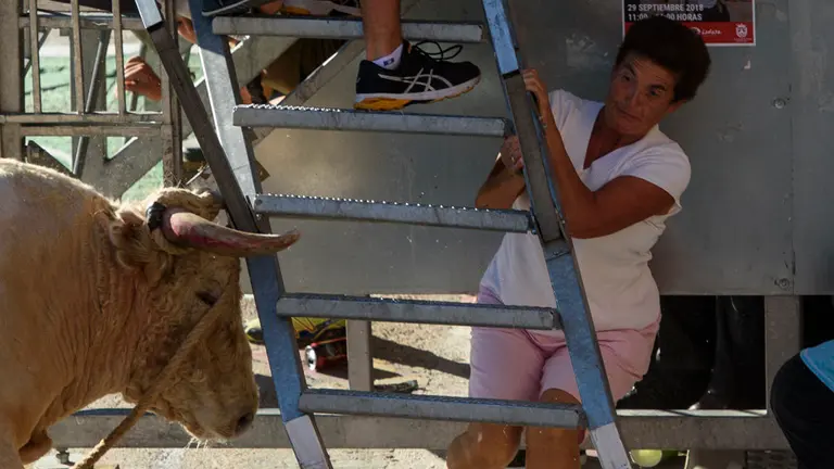 Suelta de dos toros con soga en Lodosa de las ganaderias de prieto de la Cal y Pincha. MIGUEL OSÉS_15