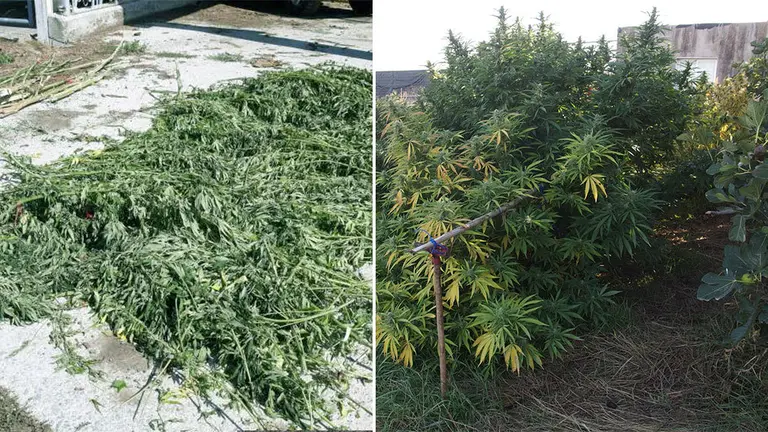 Marihuana hallada en diferentes puntos de Navarra. POLICÍA FORAL