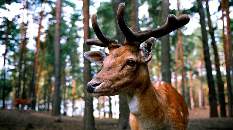 Imagen de un ciervo en un bosque ARCHIVO