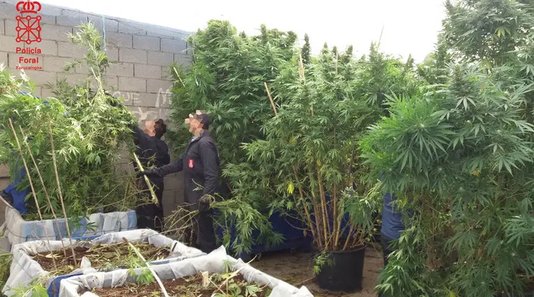 Una de las muchas incautaciones de marihuana realizadas por la Policía Foral POLICÍA FORAL