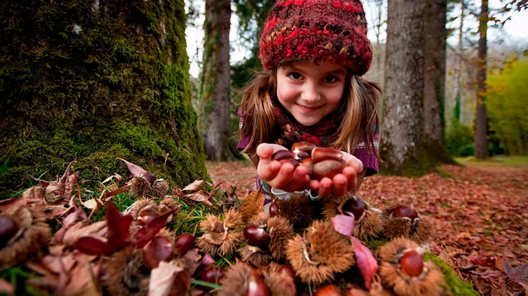 Una niña recoge castañas en Bertiz Foto GOBIERNO DE NAVARRA PATXI ÚRIZ