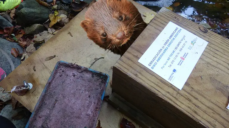 Un visón americano junto a un cepo instalado para su erradicación FOTOMONTAJE 1
