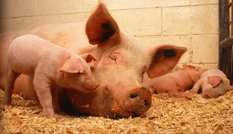 Imagen de archivo cerdo